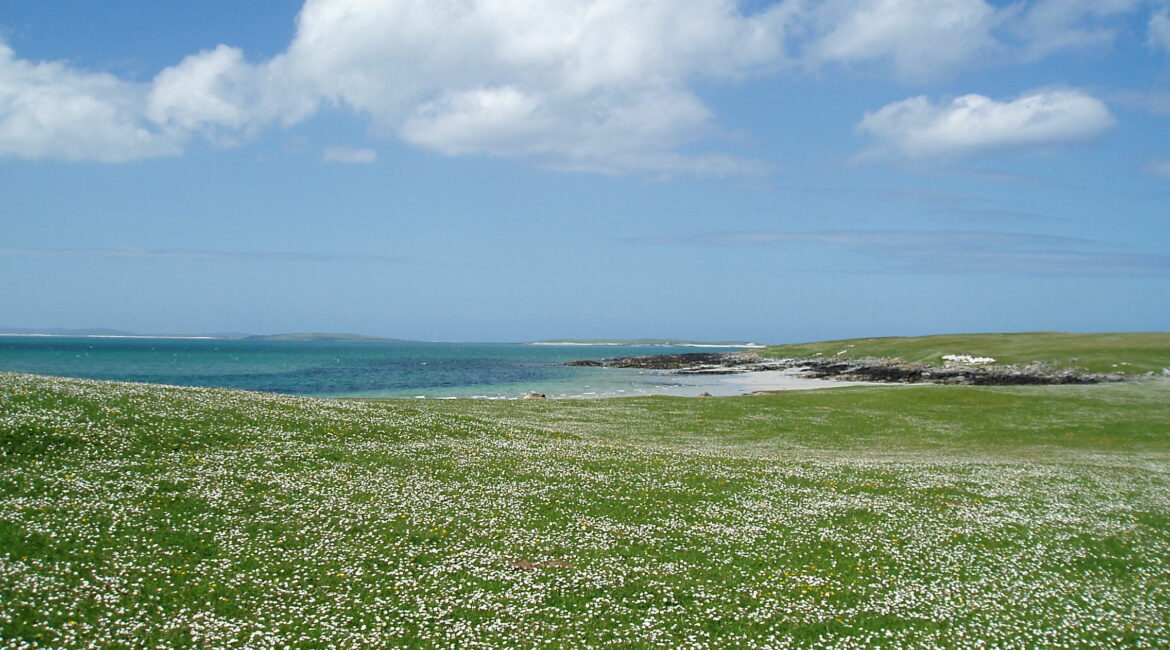Blooming Beauty: Discovering the Wildflowers of the Machair on the Isle of Lewis