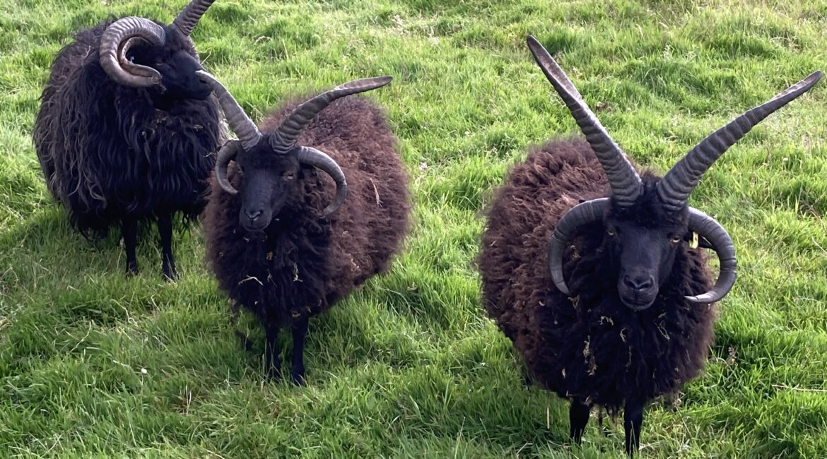 Hebridean Sheep: A Sturdy Breed