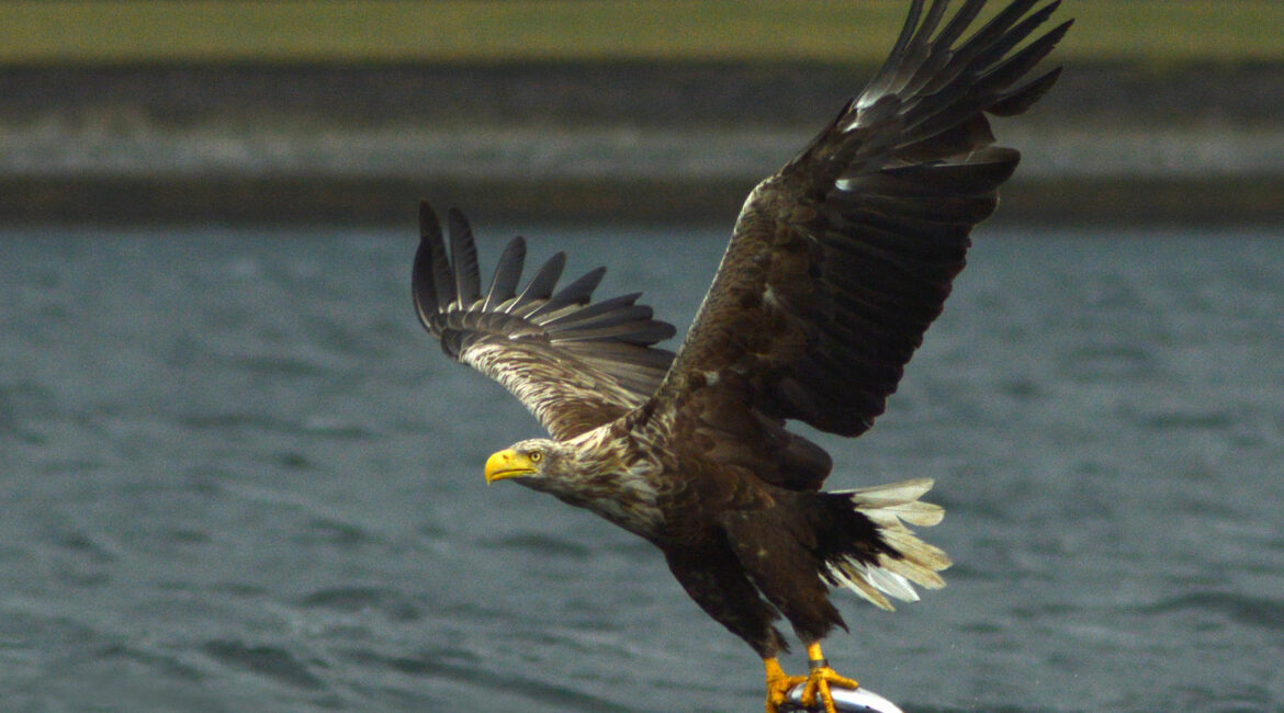 Spectacular Sea Eagles of the Isle of Lewis: Conservation Success and Wildlife Wonder