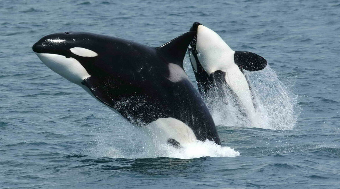Tips for Spotting Orcas Around the Isle of Lewis: A Guide to Enjoying Marine Wildlife Sightings