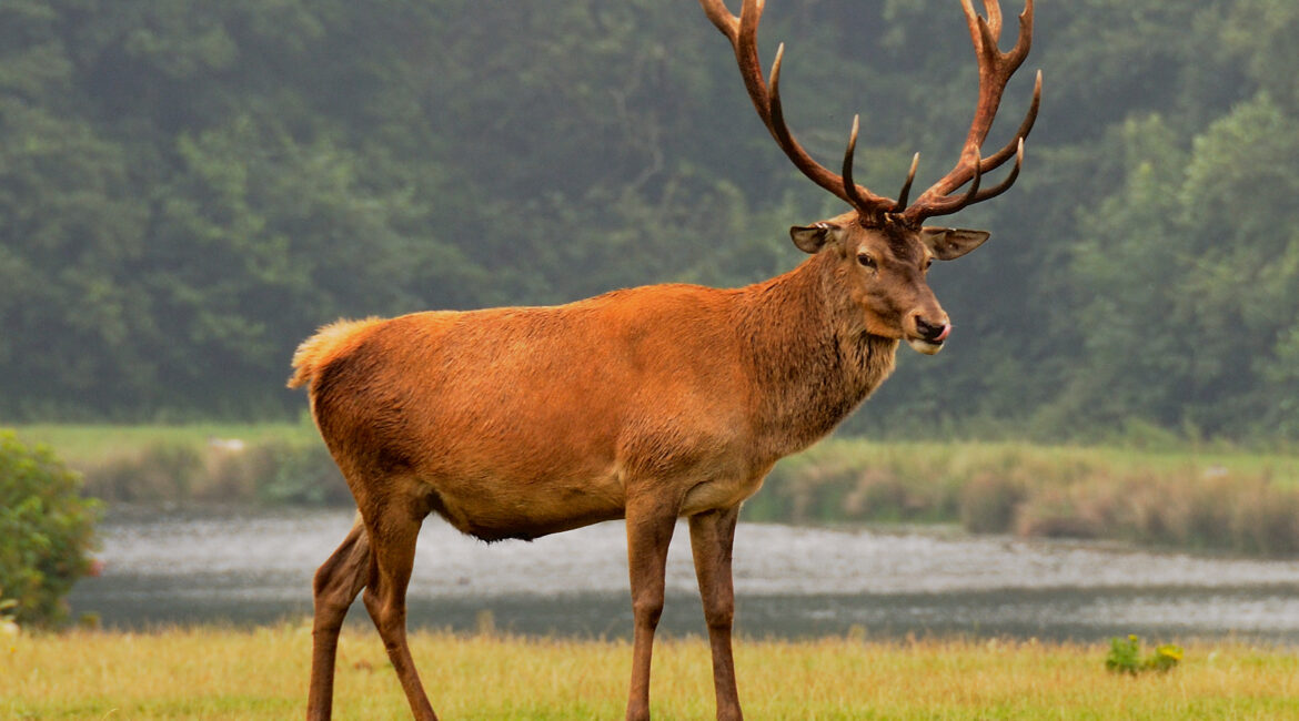 Majestic Red Deer of the Isle of Lewis
