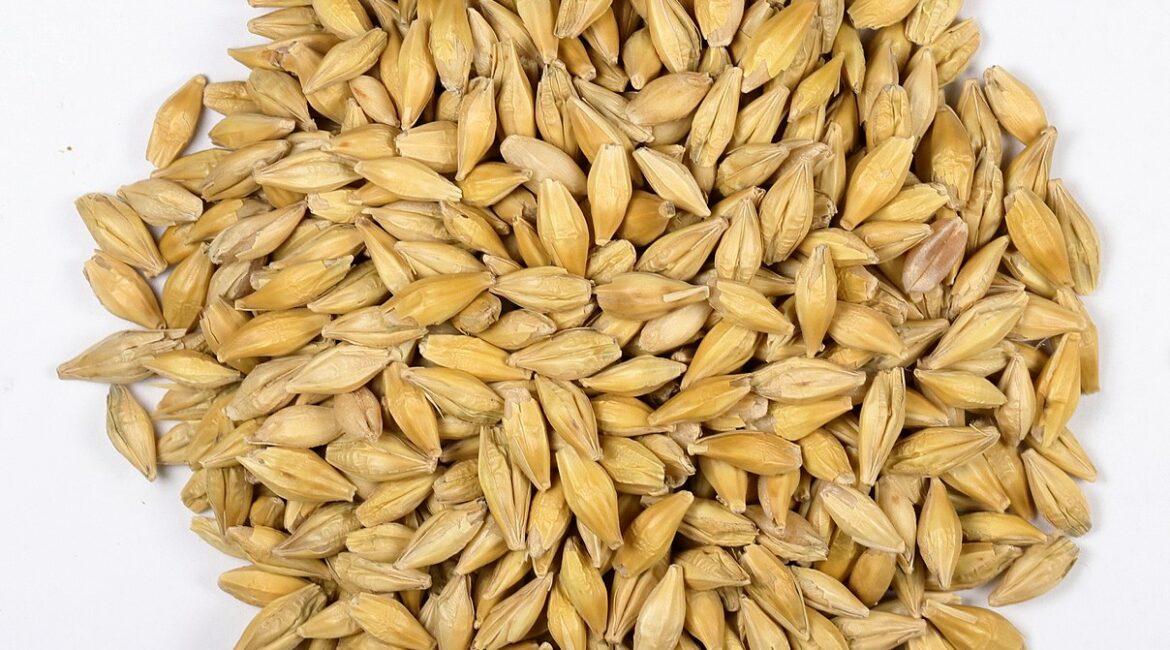 Traditional Crops of the Isle of Lewis