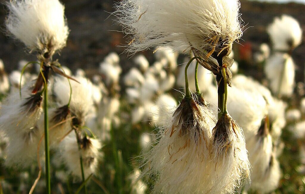 Peat-Loving Plants of the Isle of Lewis