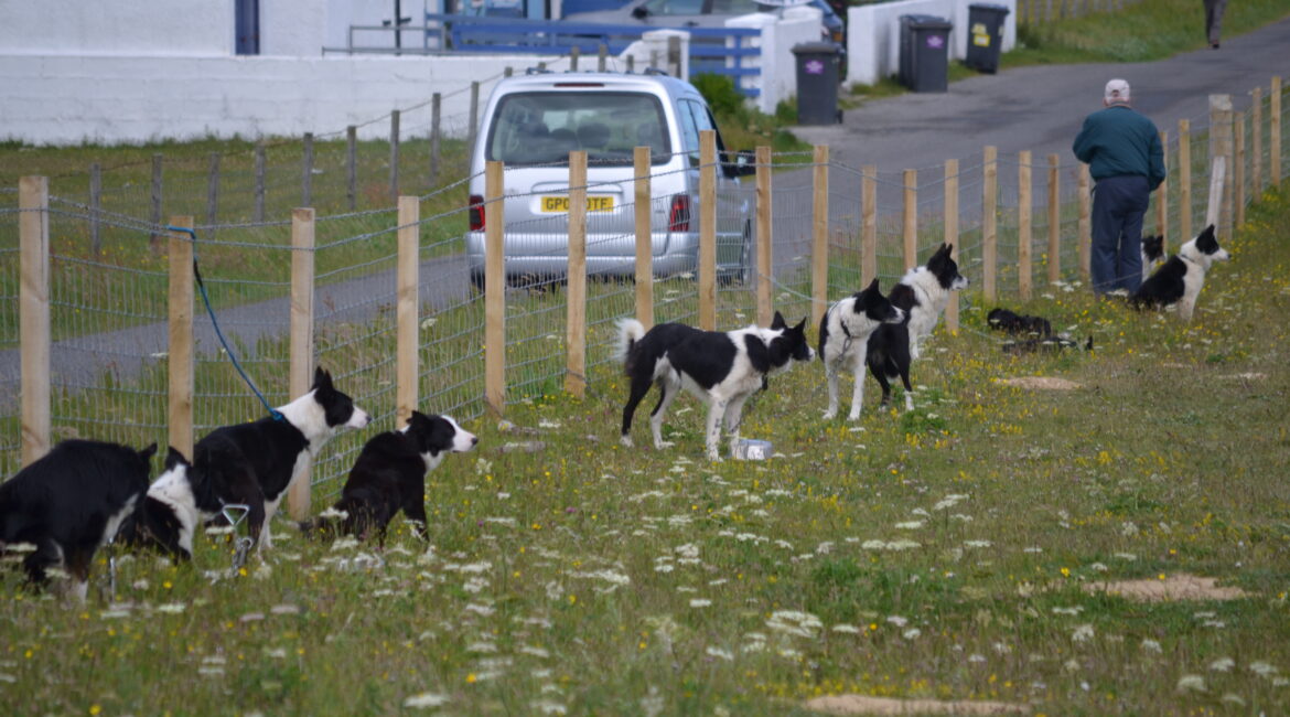 The Integral Role of Sheepdogs on the Isle of Lewis