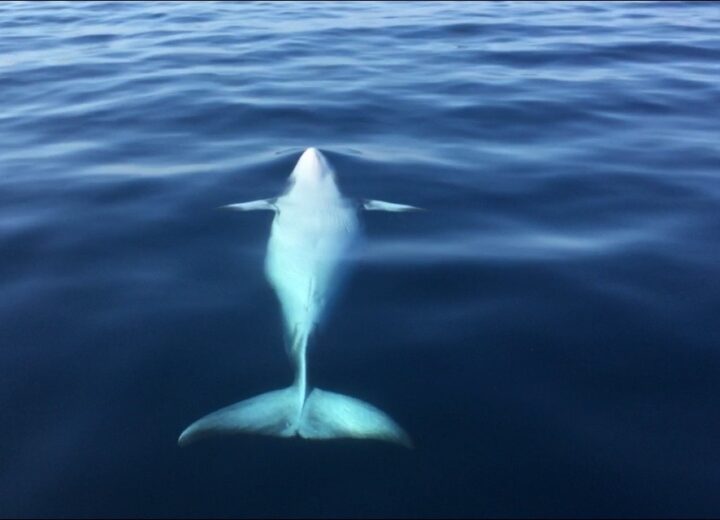 Minke Whales: Unveiling the Isle of Lewis’ Playful Giants