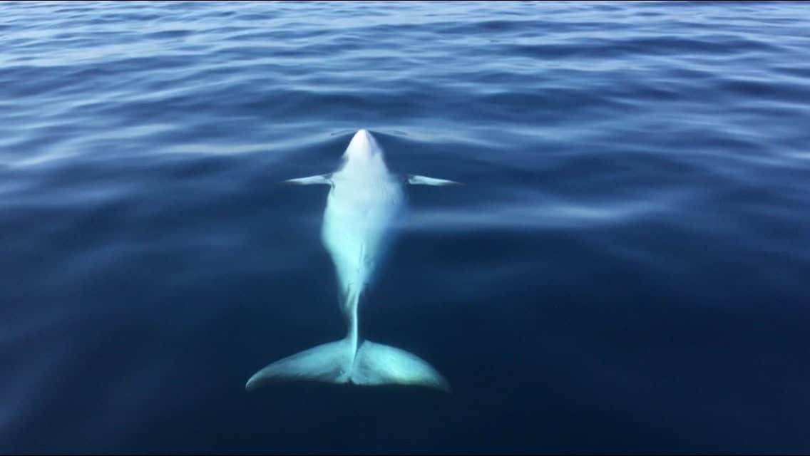Minke Whales: Unveiling the Isle of Lewis’ Playful Giants