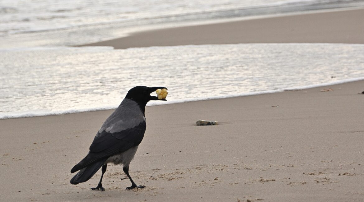 The Isle of Lewis’ Cunning Companion: The Hooded Crow