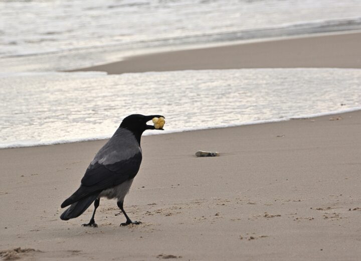 The Isle of Lewis’ Cunning Companion: The Hooded Crow