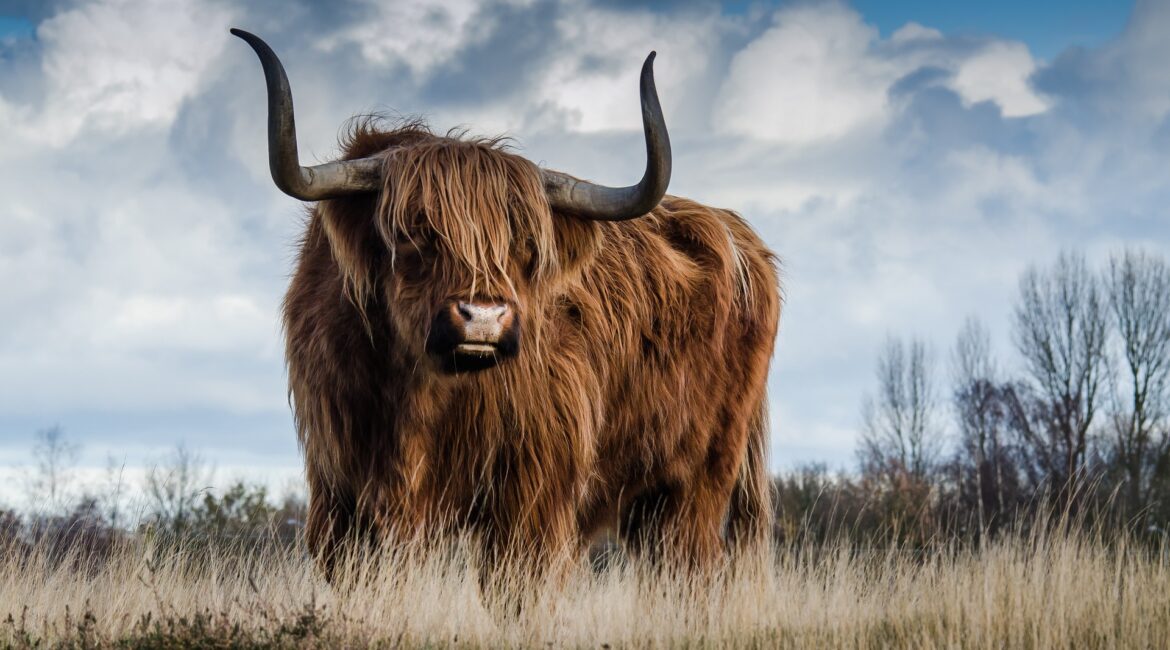 Highland Cow vs. Dairy & Beef Cows: Beyond the Moo