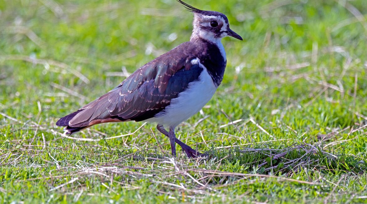 The Lapwing’s Lament: A Symphony of Spring on the Isle of Lewis