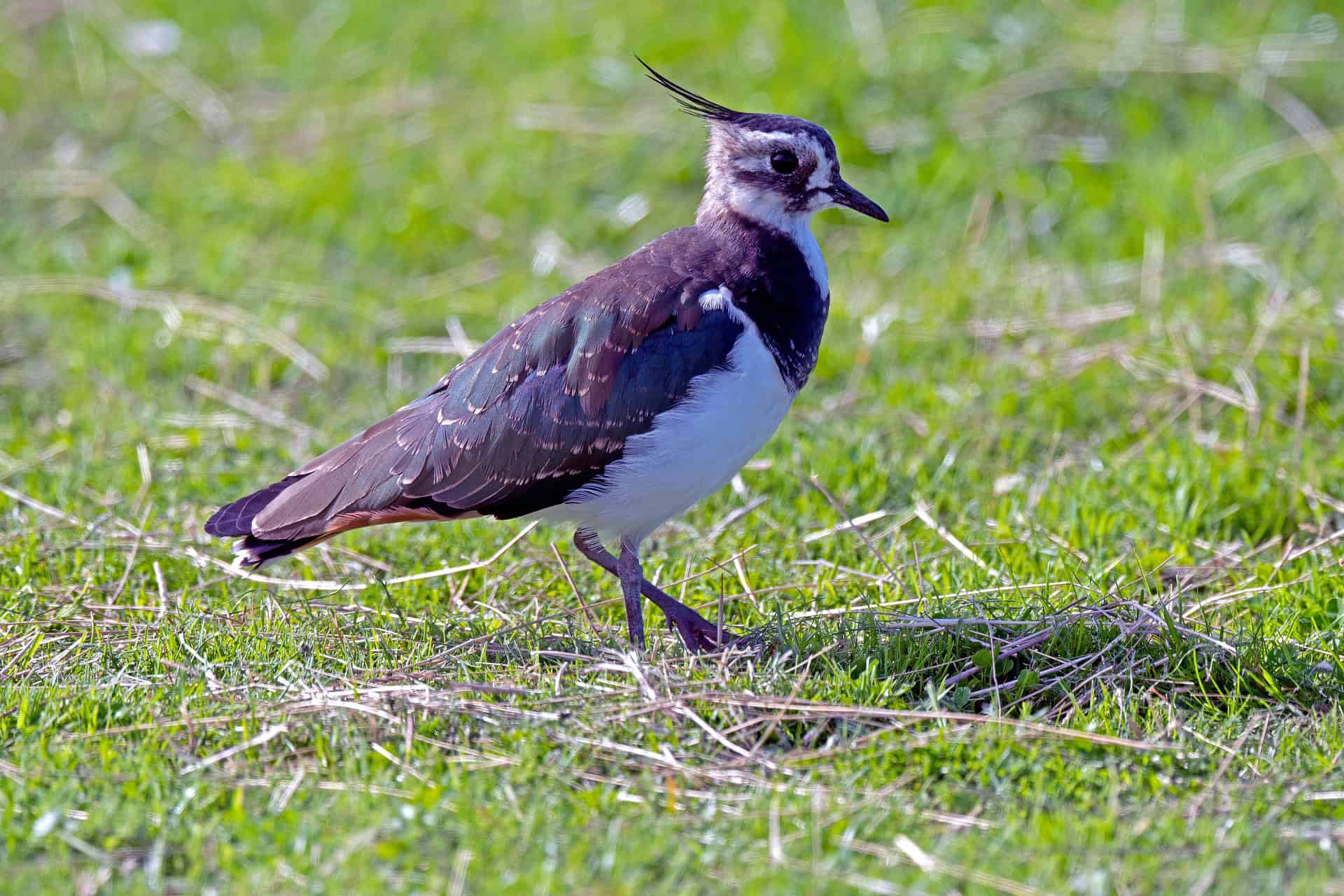 The Lapwing's Lament: A Symphony of Spring on the Isle of Lewis - The Decca