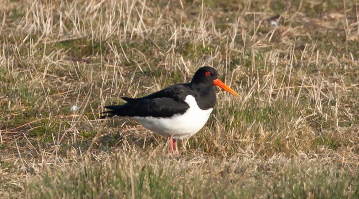 Masters of the Mollusk: Unveiling the Oystercatcher
